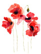 Stylized Poppy flowers illustration