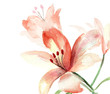 Beautiful Lily flowers
