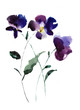 Watercolor illustration of Violet flowers