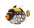 clown triggerfish, reef fish, isolated on white background