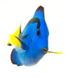 Foto: blue tang , marine coral fish isolated on white background blue tang , marine coral fish isolated on white background