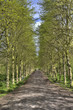 Path in the Forest