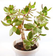 Money tree (crassula plant) Money tree (crassula plant)