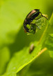 Calosoma inquisitor