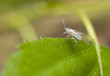 Phyllaphis fagi