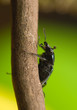 Platycerus caraboides