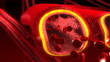 Human blood arteries and veins cut section