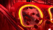 Human blood arteries and veins cut section