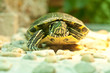 Red-eared slider