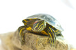 Red-eared slider
