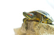 Red-eared slider