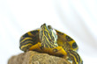 Red-eared slider