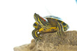 Red-eared slider