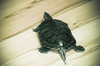 Red-eared slider