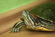 Red-eared slider
