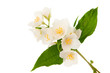 Jasmine isolated