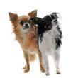 deux chihuahuas