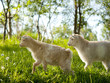 goat grazing