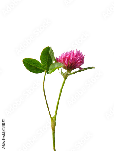 Foto: Wiesenklee (Trifolium pratense) Wiesenklee (Trifolium pratense)