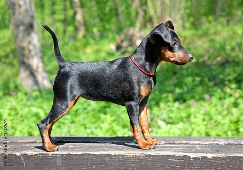Photo: Miniature Pinscher Puppy Miniature Pinscher Puppy