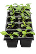 Seedlings of aster flowers