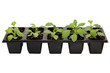 Seedlings of aster flower
