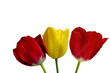 tulipany