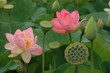 Lotus en fleurs et graines Lotus en fleurs et graines