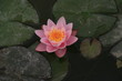 Fleur de Lotus Fleur de Lotus