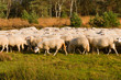 Sheep herd in Holland Sheep herd in Holland