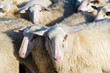 Sheep herd in Holland Sheep herd in Holland
