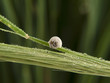 snail on a cone.