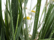 camomile in a grass