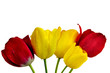 tulipany