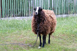 sheep