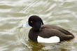 Tufted Duck
