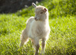 goat grazing