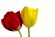tulipany