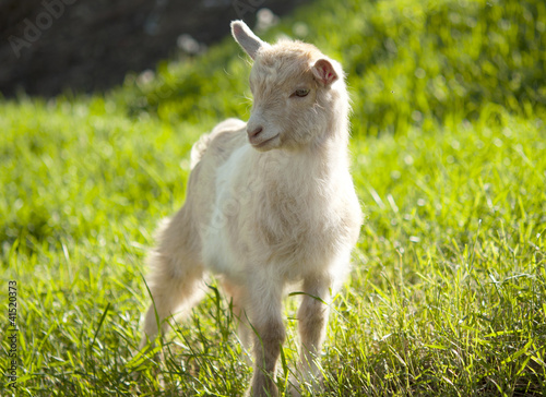 Photo: goat grazing goat grazing