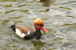 Red Crested Pochard