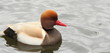 Red Crested Pochard