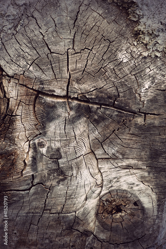 Photo: cross section of ancient hardwood tree cross section of ancient hardwood tree
