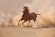 Photo: Purebred arabian horse in desert storm Purebred arabian horse in desert storm