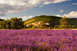Campi di Lavanda a Sault Provenza