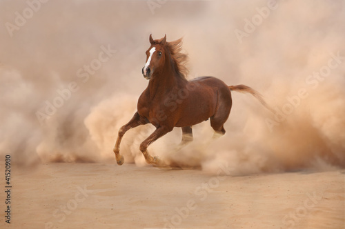 Photo: Purebred arabian horse in desert storm Purebred arabian horse in desert storm