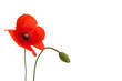 poppy flower
