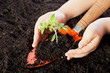 Child hands protecting seedling
