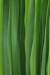 Green leaves grass backgraund