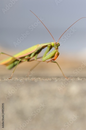 Photo: L'attente de la mante L'attente de la mante