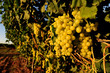 Food and Cuisine - Wine and Grapes